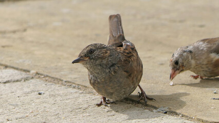 Dunnock searching for food on ground