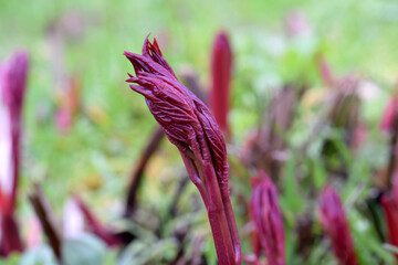 Fototapeta premium Maroon Peony Bud 03