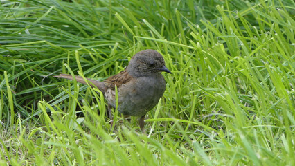 Dunnock searching for food on ground