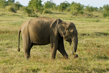 Asian elephant feeding on grass in Uda Walawe National Park, Sri Lanka