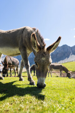 Donkeys on the Italian Dolomites, European Alps area
