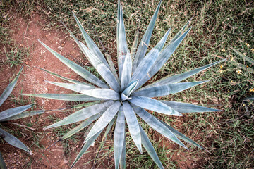 Agave azul 