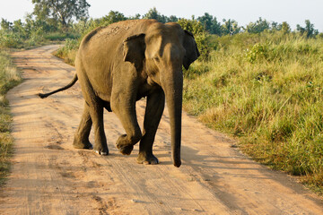 Fototapeta na wymiar Male Asian elephant walking along dirt track in Uda Walawe National Park, Sri Lanka