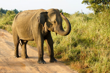 Fototapeta na wymiar Male Asian elephant on dirt track in Uda Walawe National Park, Sri Lanka