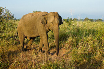 Fototapeta na wymiar Male Asian elephant walking through grass in Uda Walawe National Park, Sri Lanka