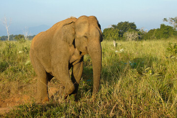 Fototapeta na wymiar Male Asian elephant eating grass in Uda Walawe National Park, Sri Lanka