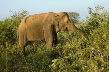 Male Asian elephant feeding on vegetation in Uda Walawe National Park, Sri Lanka