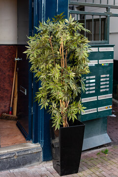 planta medicinal cannabis