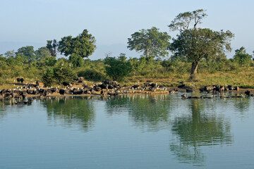 Asiatic buffaloes (Asian buffaloes, wild water buffaloes) and egrets at waterhole, Uda Walawe National Park, Sri Lanka