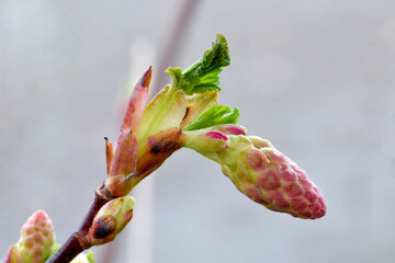 Fototapeta premium Red Currant Blossom Bud 03