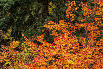 Autumn, Santiam Pass Lava Flow, Santiam Pass area, Oregon, USA