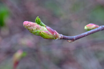 Tiny Leaf Currant 03