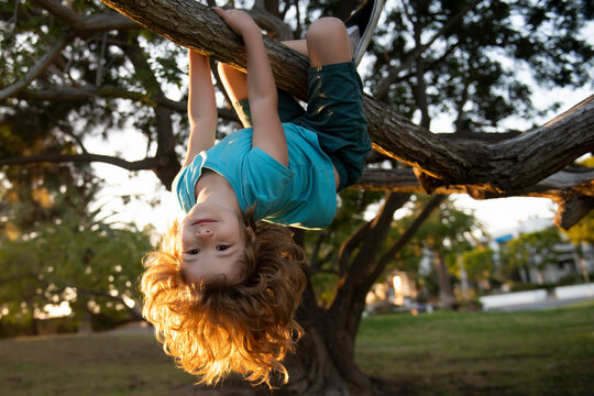 Smiling child climbing a tree in the garden. Active kid playing outdoors on Sunny day . Portrait of cute kid boy sitting on the branch tree on sunny day. Child climbing.