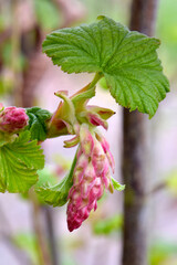 Currant Leaf Red Blossom 02