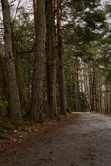 The road in the spring forest on a cloudy day.