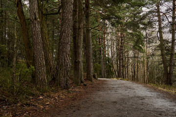 Fototapeta premium The road in the spring forest on a cloudy day.