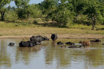 Asiatic buffaloes (Asian buffaloes, wild water buffaloes) at waterhole, Uda Walawe National Park, Sri Lanka