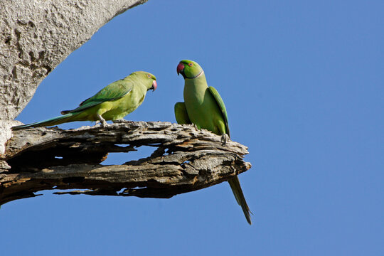 Rose-ringed (ring-necked) parakeets perched on dead branch, Uda Walawe National Park, Sri Lanka