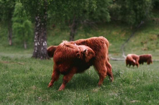 Scottish highlanders in a field in Sweden