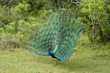 Obraz premium Male Indian blue peafowl (peacock) displaying his breeding plumage, Yala National Park, Sri Lanka