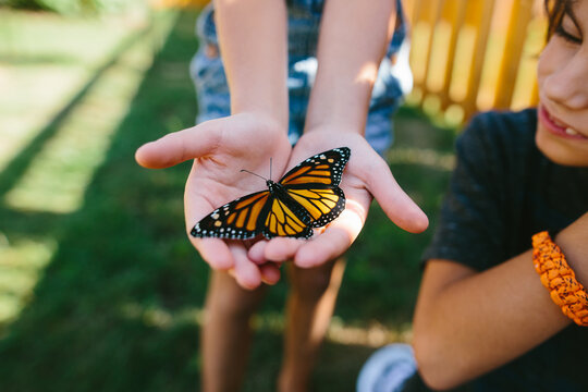 Monarch Butterfly in Child's Hands