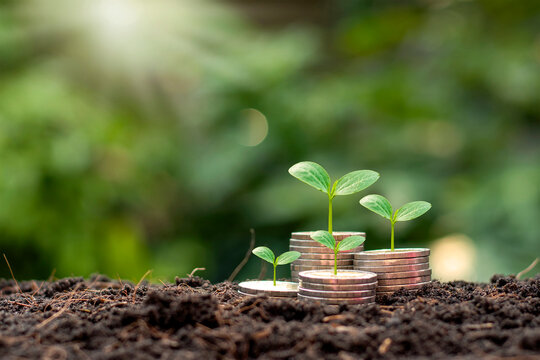 The tree is growing on a pile of coins with a natural backdrop, blurry green, money-saving ideas and economic growth.