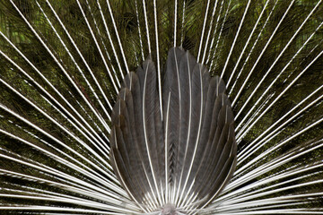 Back side of a male Indian blue peafowl (peacock) displaying his breeding plumage, Yala National Park, Sri Lanka