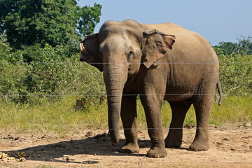 Obraz premium Male Asian elephant standing by electric fence in Uda Walawe National Park, Sri Lanka