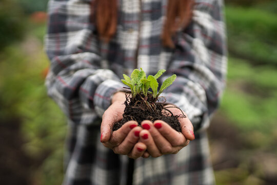 senior woman with hat holding a sprout of fresh seedlings to plant in the garden