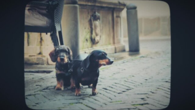 Two small dogs sitting on the ground near a city cafe. Vintage Film Look. 