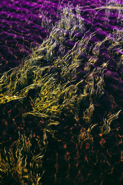 Psychedelic Water Plants