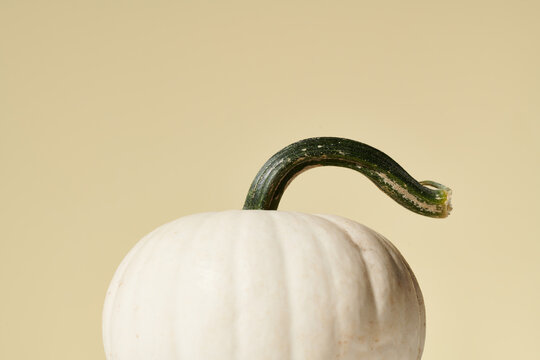 White Pumpkin Stem