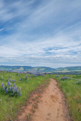 USA, Oregon. Tom McCall Nature Preserve, Rowena Plateau Trail.