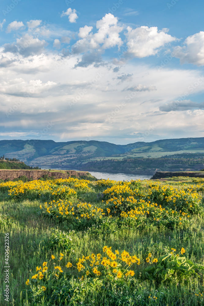 Sticker usa, oregon. tom mccall nature preserve, rowena plateau wildflowers.