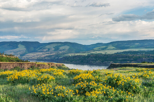USA, Oregon. Tom McCall Nature Preserve, Rowena Plateau wildflowers.