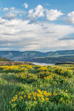 USA, Oregon. Tom McCall Nature Preserve, Rowena Plateau wildflowers.