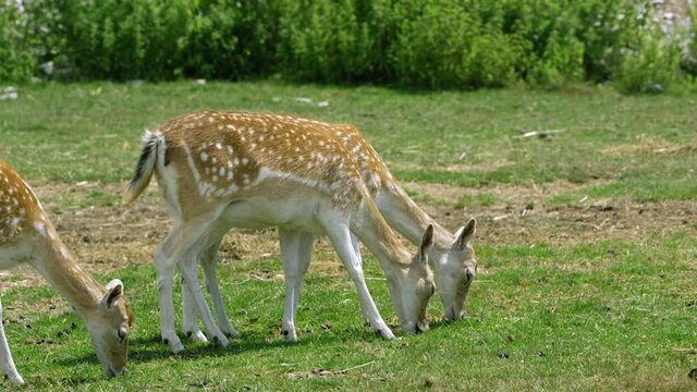 Young fallow deer crazing on open field