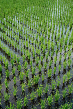 Beautiful Pattern of Rice field