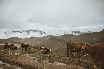 Naklejka na ściany i meble Vacas entre los cerros y las nubes
