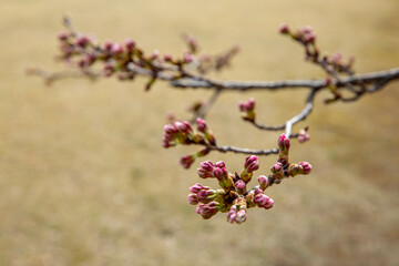 봄에 꽃망울이 나온 벚꽃나무