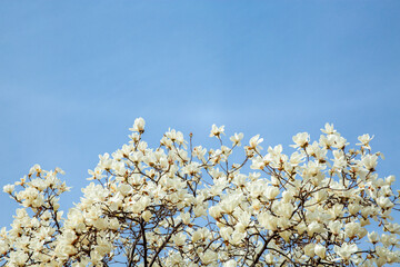 봄에 활짝 핀 목련 꽃