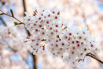 봄에 활짝 핀 벚꽃