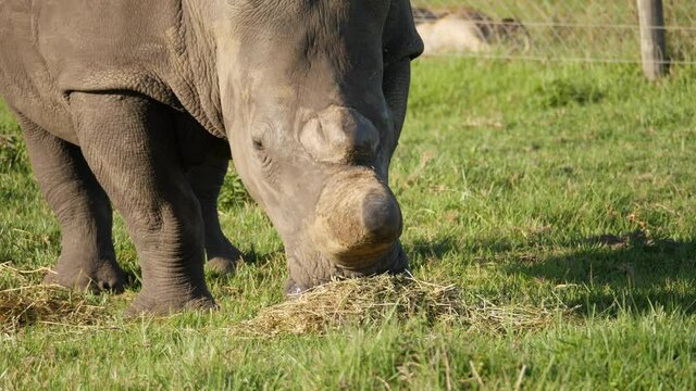 Front view of an adult rhino that has been dehorned to protect it from poachers.