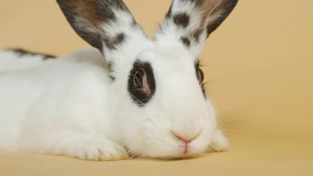 Gentle Black Spotted White Rabbit quietly laid down head on - Portrait Close up