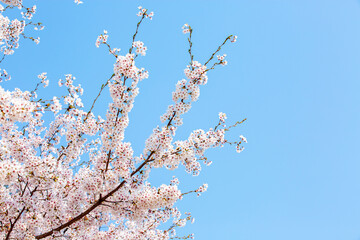 봄에 활짝 핀 벚꽃