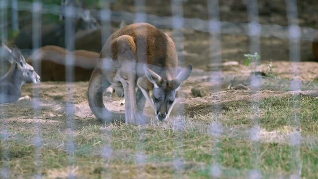 Young kangaroo in enclosure trying to dig hole - slow motion
