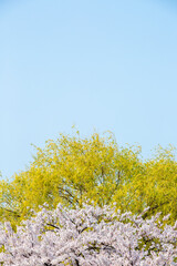 봄에 활짝 핀 벚꽃과 수양버들