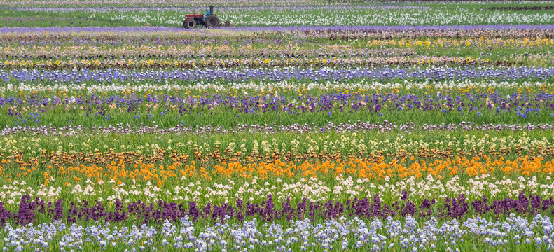 USA, Oregon, Salem, Bearded Iris springtime blooming in field.