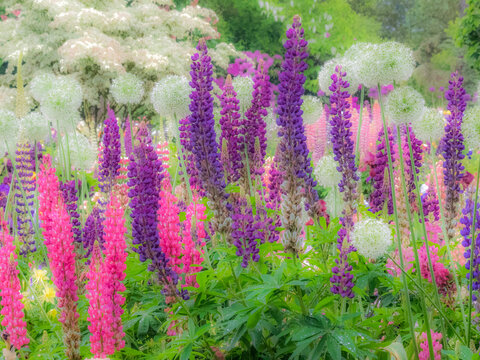 USA, Oregon, Salem, Garden planted with Russel Lupine and Allum