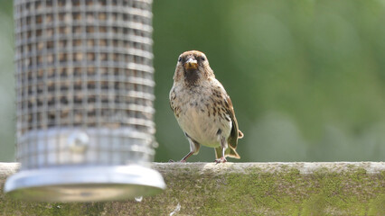 Lesser Redpoll feeding from a Feeder at bird table